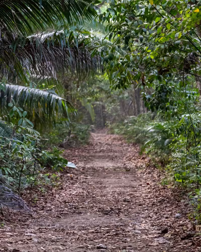 Jungle ATV path
