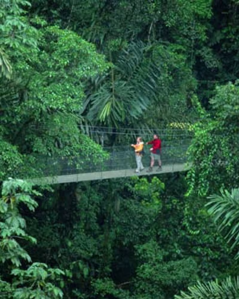 Rainforest